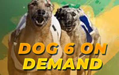 Dog 6 on Demand
